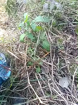 Snapshot of Nkumar173 chatting on November 11, 2025, 5:57 am Nkumar173 online show from November 11, 2025, 5:57 am