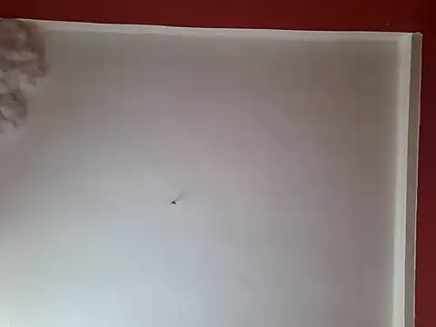 czruz online show from September 26, 2025, 1:40 pm