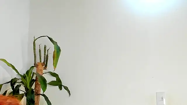 Bellacrox online show from March 17, 2026, 12:02 am