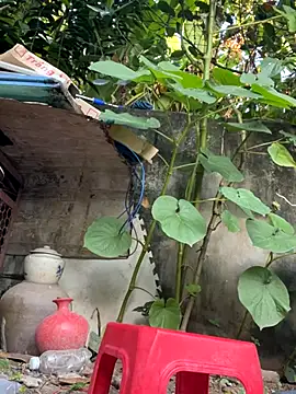   Saphia   online show from November 27, 2025, 12:33 am