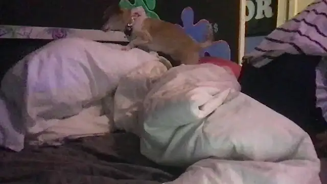 Snapshot of watermellonpussy chatting on December 23, 2024, 11:06 pm watermellonpussy online show from December 23, 2024, 11:06 pm