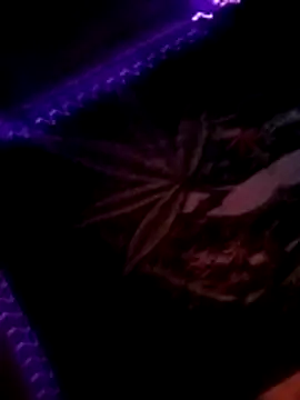 ySqmbVanbe online show from November 10, 2025, 3:44 am