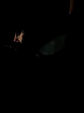 Snapshot of bigmerc chatting on November 21, 2025, 9:58 pm bigmerc online show from November 21, 2025, 9:58 pm