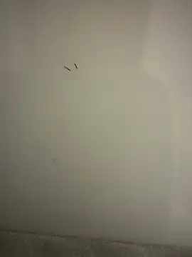 Snapshot of orient_zob chatting on February 10, 2026, 9:03 pm orient zob online show from February 10, 2026, 9:03 pm