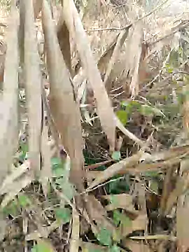 Snapshot of Young_couple143 chatting on February 27, 2025, 5:51 am Young couple143 online show from February 27, 2025, 5:51 am