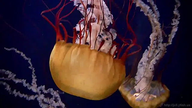 streamy test11 online show from January 20, 2025, 9:24 am