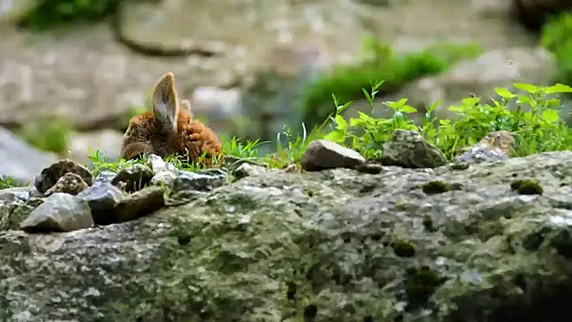 streamy test11 online show from March 10, 2025, 8:17 am