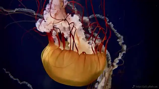 streamy test11 online show from December 6, 2024, 8:10 am