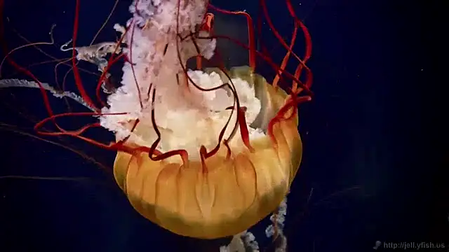 Snapshot of streamy_test12 chatting on December 31, 2024, 8:15 am streamy test12 online show from December 31, 2024, 8:15 am