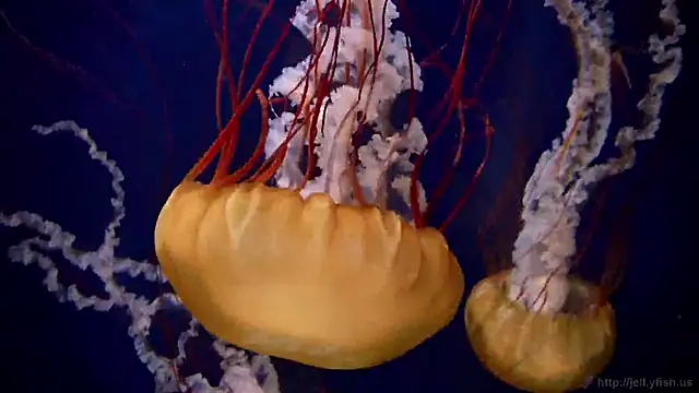 Snapshot of streamy_test12 chatting on March 18, 2025, 8:17 am streamy test12 online show from March 18, 2025, 8:17 am