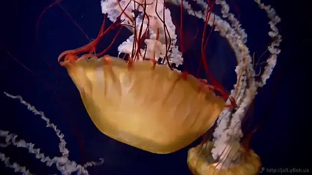 Snapshot of streamy_test12 chatting on October 21, 2025, 8:25 am streamy test12 online show from October 21, 2025, 8:25 am