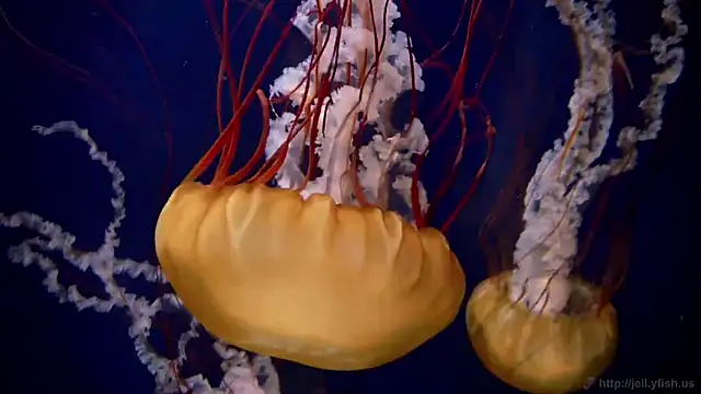 streamy test12 online show from March 17, 2026, 8:06 am