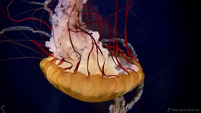 streamy test15 online show from February 5, 2026, 10:22 am