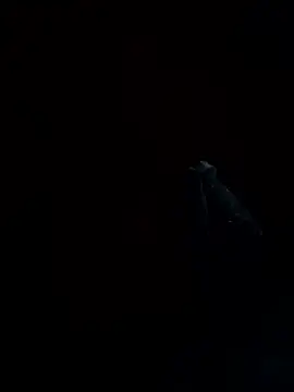 REVA DARLING online show from October 15, 2025, 4:44 am