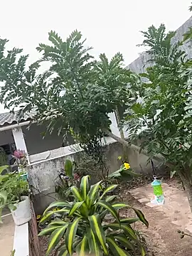 Snapshot of king_cum_ chatting on February 12, 2026, 2:28 pm king cum online show from February 12, 2026, 2:28 pm