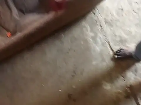 Tshidiso7 online show from January 12, 2026, 12:12 pm