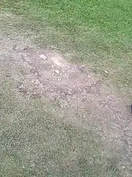 Snapshot of sophie_banger chatting on November 5, 2025, 8:34 pm sophie banger online show from November 5, 2025, 8:34 pm