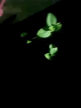 AloneDick online show from October 17, 2025, 1:02 pm