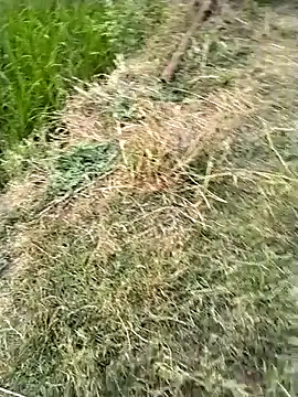 jellydicks online show from February 28, 2026, 11:54 am