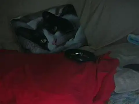 VeneRed online show from October 14, 2025, 8:20 pm