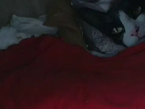 VeneRed online show from October 12, 2025, 7:59 pm