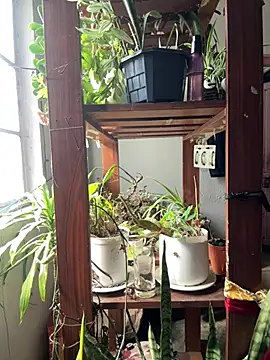 alburt 1996 online show from April 4, 2026, 3:46 am