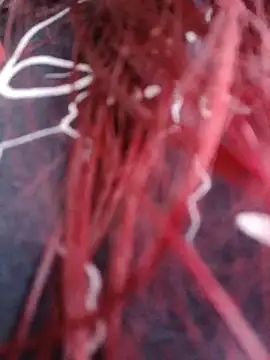 Gelena Black online show from October 11, 2025, 12:06 pm