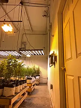 jr91esl online show from March 2, 2025, 5:20 pm