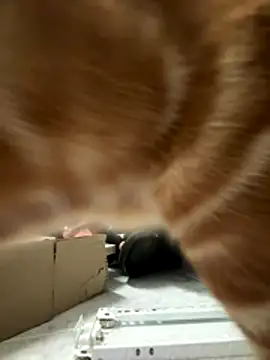 Ginger10 online show from December 22, 2025, 2:39 pm