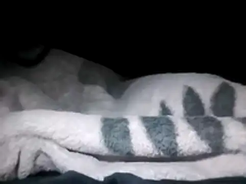 LaneYam online show from March 28, 2026, 12:33 am