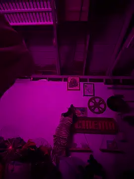 PhattPinxkTaco online show from February 20, 2026, 2:41 pm