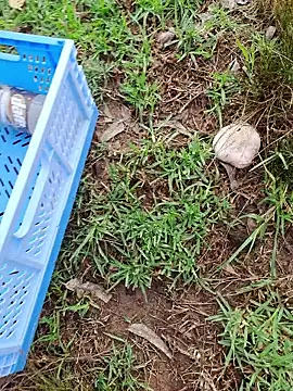 Snapshot of RichardHard_1 chatting on January 17, 2026, 9:07 pm RichardHard 1 online show from January 17, 2026, 9:07 pm