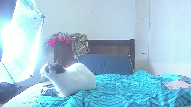 brigitho5 online show from October 21, 2025, 2:16 pm