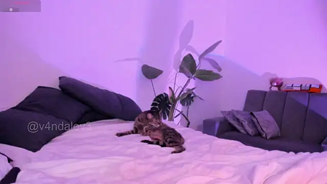 ggor4w33 online show from January 9, 2026, 6:53 am