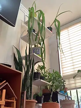 Snapshot of NatashaRex chatting on February 25, 2026, 8:19 pm NatashaRex online show from February 25, 2026, 8:19 pm