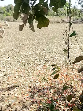 cute1gfbf online show from March 5, 2025, 7:05 am