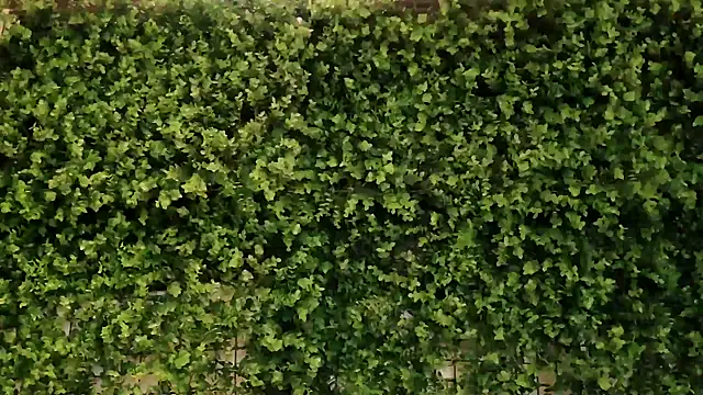  little blake online show from October 16, 2025, 10:01 am