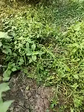 Snapshot of himvilohi08 chatting on October 19, 2025, 11:57 am himvilohi08 online show from October 19, 2025, 11:57 am