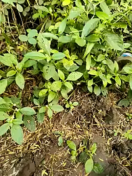 Snapshot of himvilohi08 chatting on October 20, 2025, 11:22 am himvilohi08 online show from October 20, 2025, 11:22 am