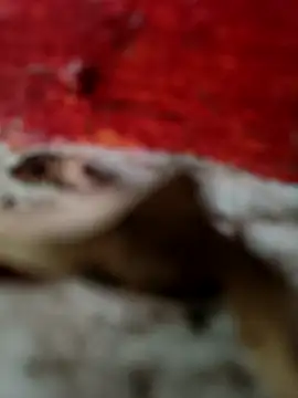 Snapshot of himvilohi08 chatting on October 18, 2025, 12:51 pm himvilohi08 online show from October 18, 2025, 12:51 pm