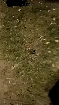 jvdzj-0  online show from October 18, 2025, 10:23 pm