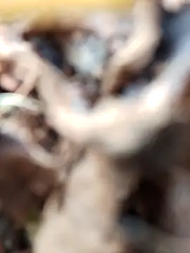 Snapshot of Gauri-Dhar chatting on November 3, 2025, 10:19 am Gauri-Dhar online show from November 3, 2025, 10:19 am