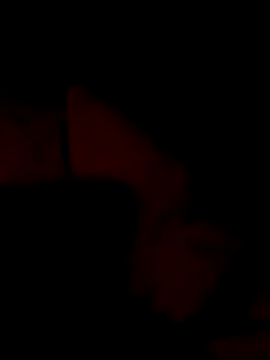 Bulbasaurisme online show from June 21, 2026, 5:24 am
