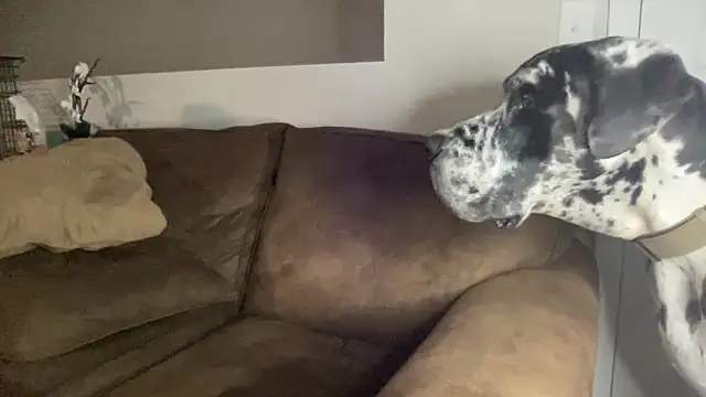 Snapshot of bambifarrina chatting on September 14, 2025, 5:08 am bambifarrina online show from September 14, 2025, 5:08 am