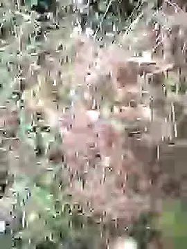 Snapshot of PhamPm70 chatting on February 3, 2026, 1:38 am PhamPm70 online show from February 3, 2026, 1:38 am