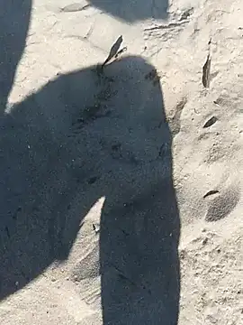 pegaso369 online show from September 29, 2025, 1:06 pm