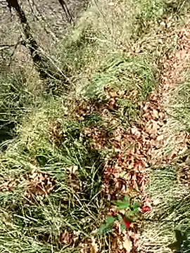 pegaso369 online show from November 12, 2025, 12:31 pm