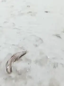 pegaso369 online show from October 29, 2025, 3:33 pm