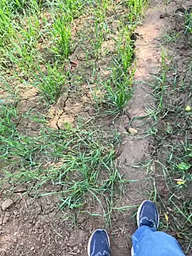 Desiandaj online show from November 29, 2025, 5:29 am