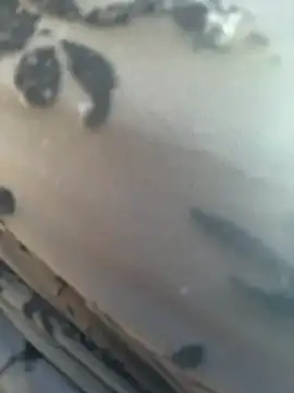  JessyRey  online show from March 11, 2026, 11:15 am